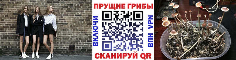 это Telegram  Ишим  Псилоцибиновые грибы GOLDEN TEACHER  ОМГ ОМГ ТОР 